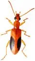 Statira nigromaculata - photo 2