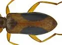 Statira nigromaculata - photo 4