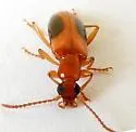 Statira nigromaculata - photo 5