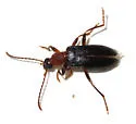 Statira pluripunctata - photo 2
