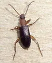 Statira pluripunctata - photo 3