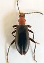 Statira pluripunctata - photo 4