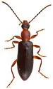 Statira pluripunctata - photo 5