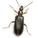 Statira robusta - photo 2