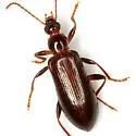 Statira robusta - photo 3