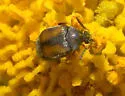 Stator limbatus