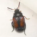 Stator limbatus - photo 4