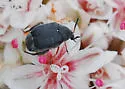 Pruinose Bean Weevil