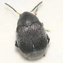 Pruinose Bean Weevil - photo 2