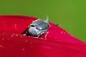 Pruinose Bean Weevil - photo 3