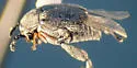 Pruinose Bean Weevil - photo 4
