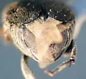 Pruinose Bean Weevil - photo 5