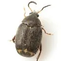 Stator vachelliae