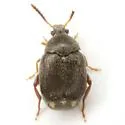 Stator vachelliae - photo 2