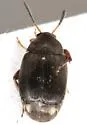 Stator vachelliae - photo 4