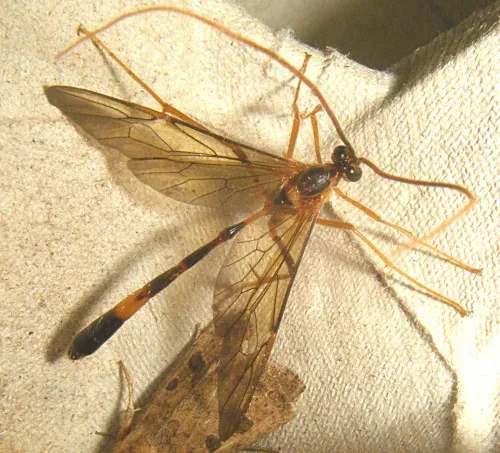 Stauropoctonus bombycivorus