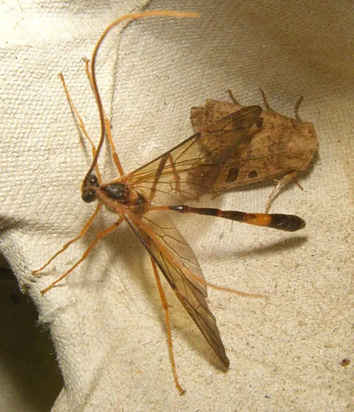 Stauropoctonus bombycivorus - photo 2