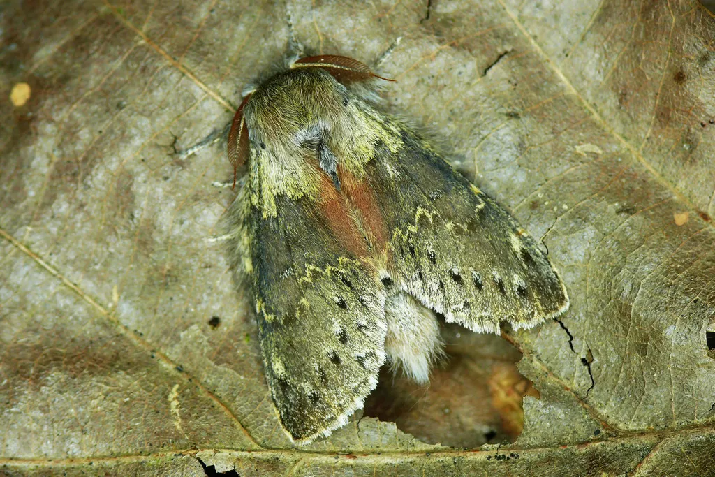 Lobster Moth - photo 2