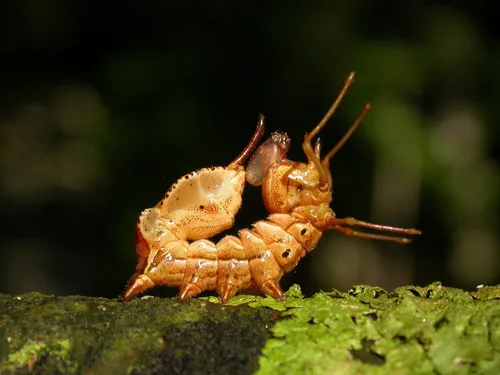 Lobster Moth - photo 4