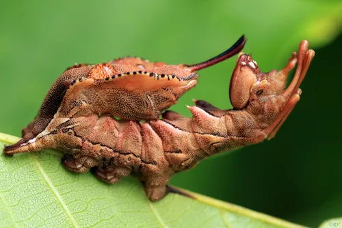 Lobster Moth - photo 5