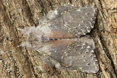 Lobster Moth - photo 6