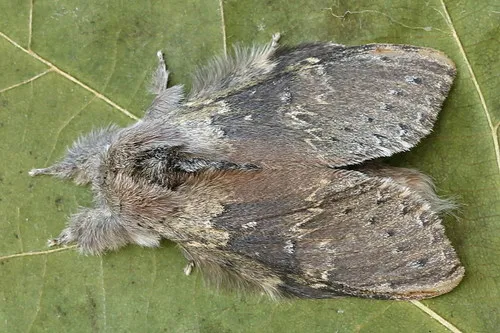 Lobster Moth - photo 7