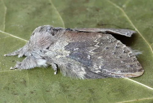 Lobster Moth - photo 8