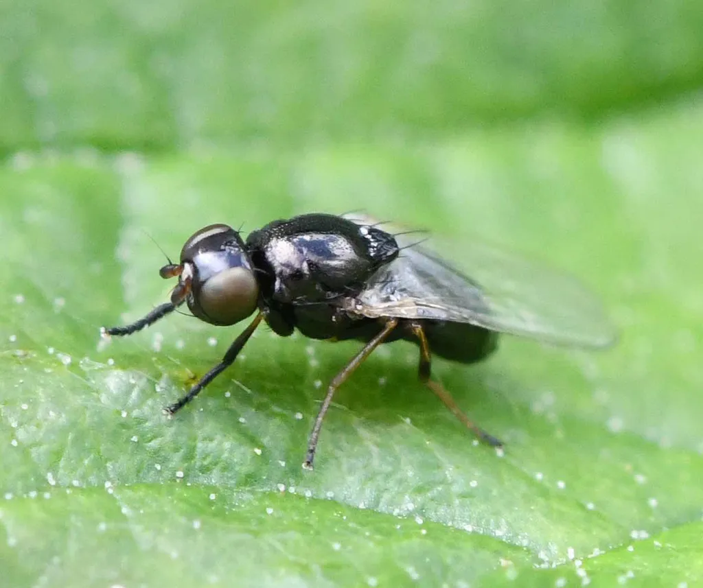 Stearibia nigriceps