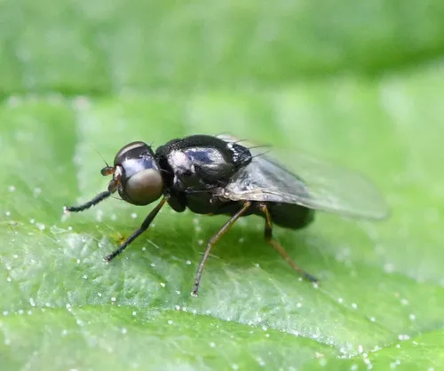 Stearibia nigriceps - photo 2
