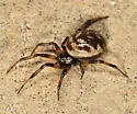 Steatoda albomaculata