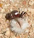 Steatoda albomaculata - photo 2
