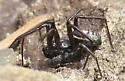 Steatoda albomaculata - photo 3