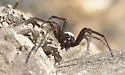 Steatoda albomaculata - photo 4