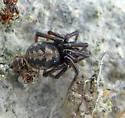 Steatoda albomaculata - photo 5