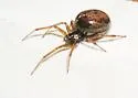 Steatoda borealis