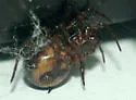 Steatoda borealis - photo 2