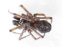 Steatoda borealis - photo 3