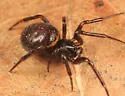 Steatoda borealis - photo 4