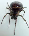 Steatoda borealis - photo 5