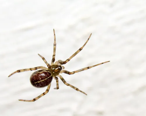 Steatoda castanea - photo 2