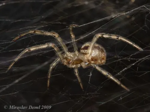 Steatoda castanea - photo 4