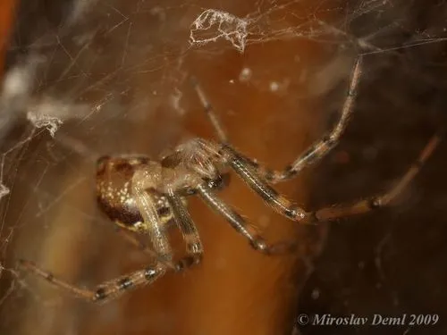 Steatoda castanea - photo 5