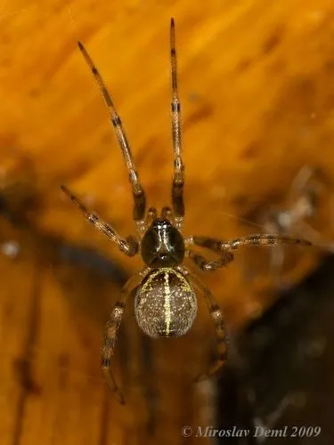 Steatoda castanea - photo 6