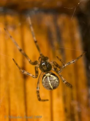 Steatoda castanea - photo 7