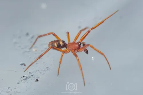 Steatoda erigoniformis - photo 3