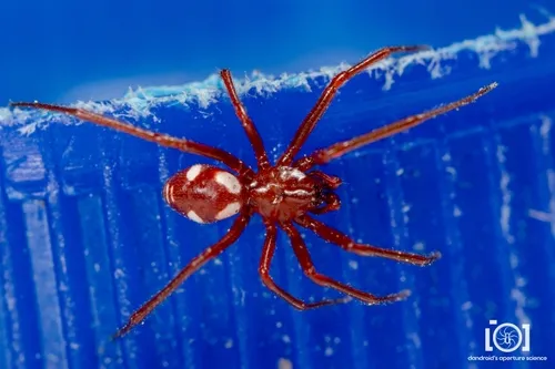 Steatoda erigoniformis - photo 4