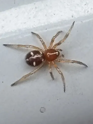 Steatoda erigoniformis - photo 5