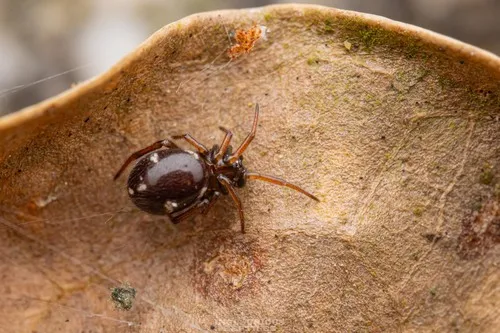 Steatoda erigoniformis - photo 6