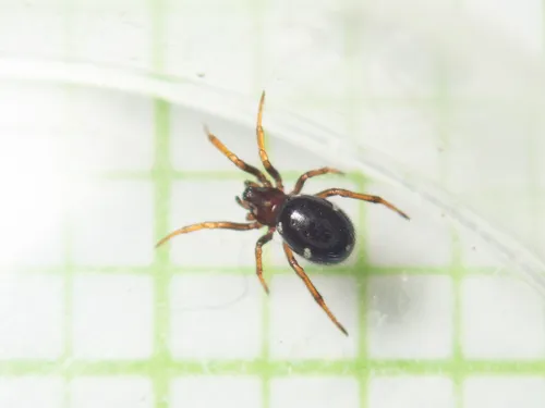 Steatoda erigoniformis - photo 7