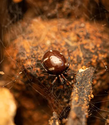Steatoda erigoniformis - photo 8